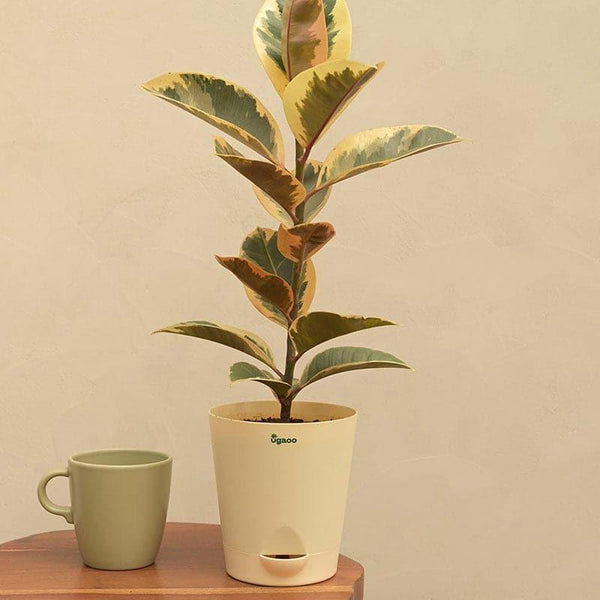 Buy Ugaoo Tineke Rubber Plant With Self Watering Pot Live Plants from Vaaree