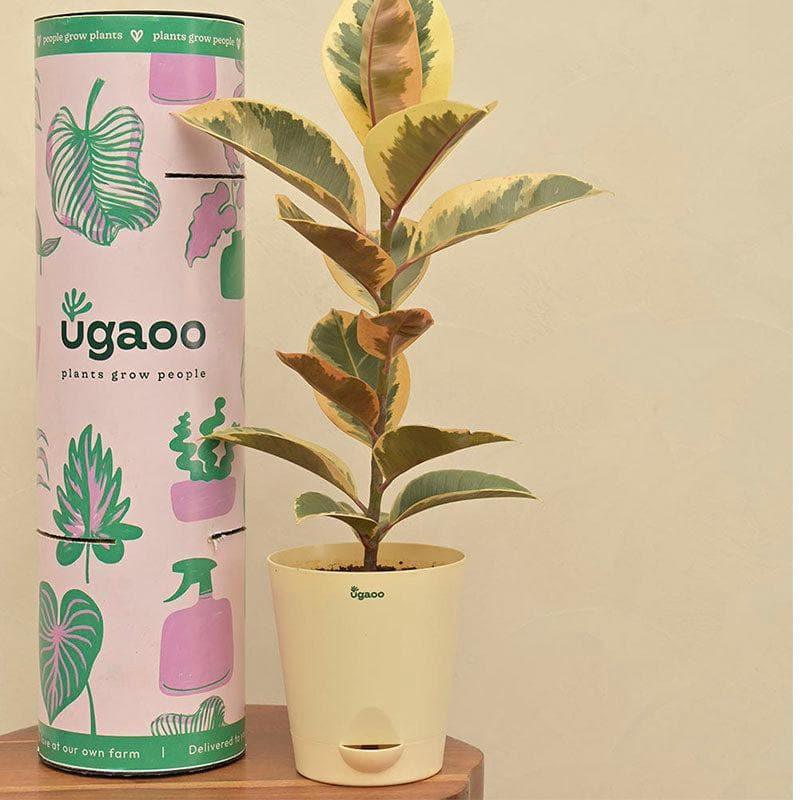 Buy Ugaoo Tineke Rubber Plant With Self Watering Pot Live Plants from Vaaree