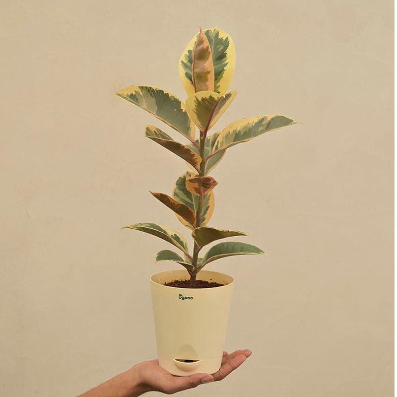 Buy Ugaoo Tineke Rubber Plant With Self Watering Pot Live Plants from Vaaree