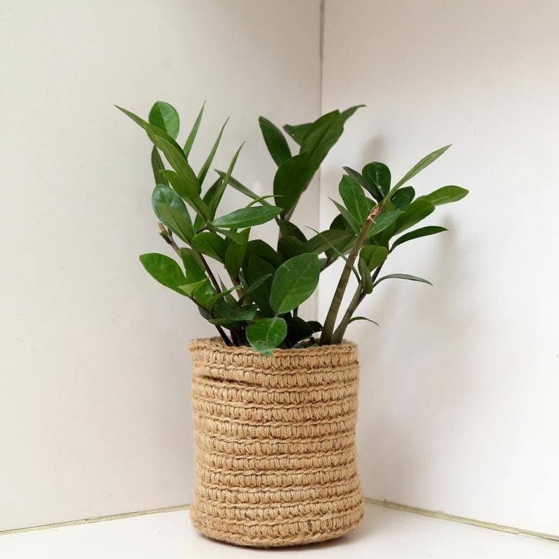 Buy Pots & Planters - Botanical Beauties Jute Planter at Vaaree online