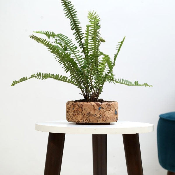 Buy Coastal Cork Planter Pots & Planters from Vaaree