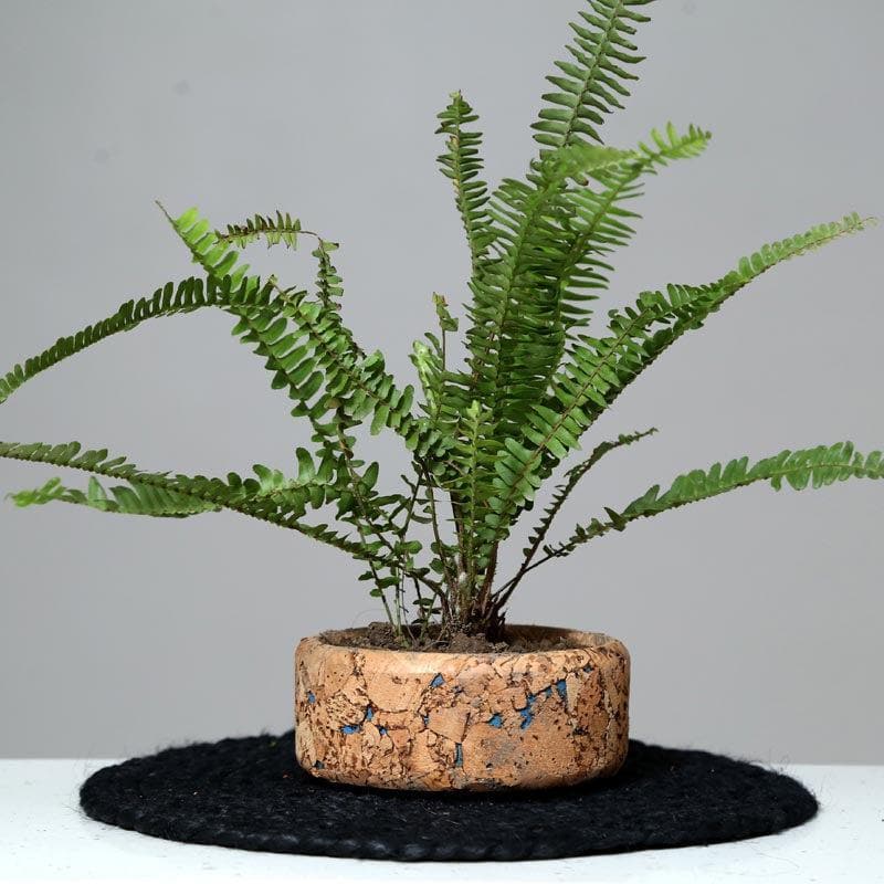 Buy Coastal Cork Planter Pots & Planters from Vaaree