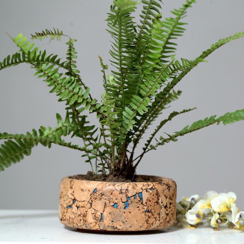 Buy Coastal Cork Planter Pots & Planters from Vaaree