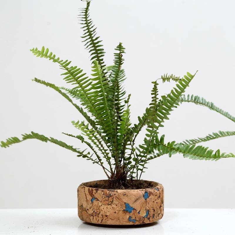 Buy Coastal Cork Planter Pots & Planters from Vaaree