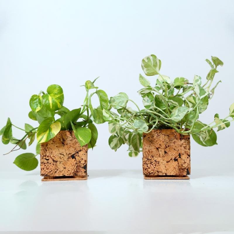 Buy Cork Cozy Corner Planter Pots & Planters from Vaaree