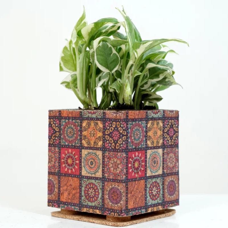 Buy Corklandia Planter Pots & Planters from Vaaree