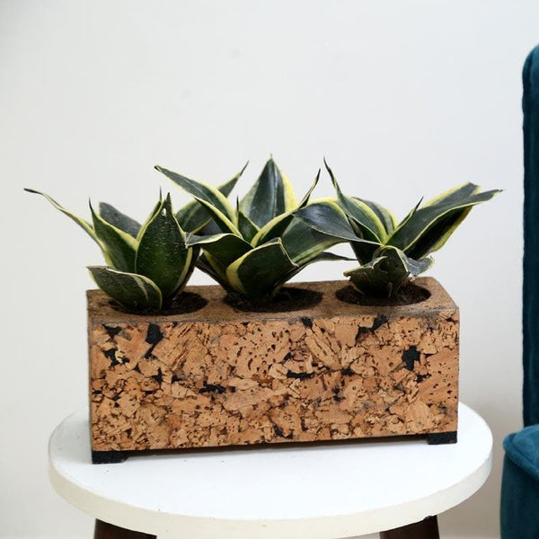 Buy Corky Grove Tri Planter Pots & Planters from Vaaree