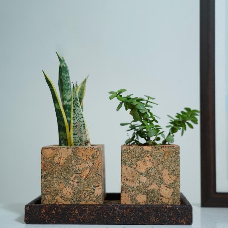 Buy Corky Serenity Planter Pots & Planters from Vaaree