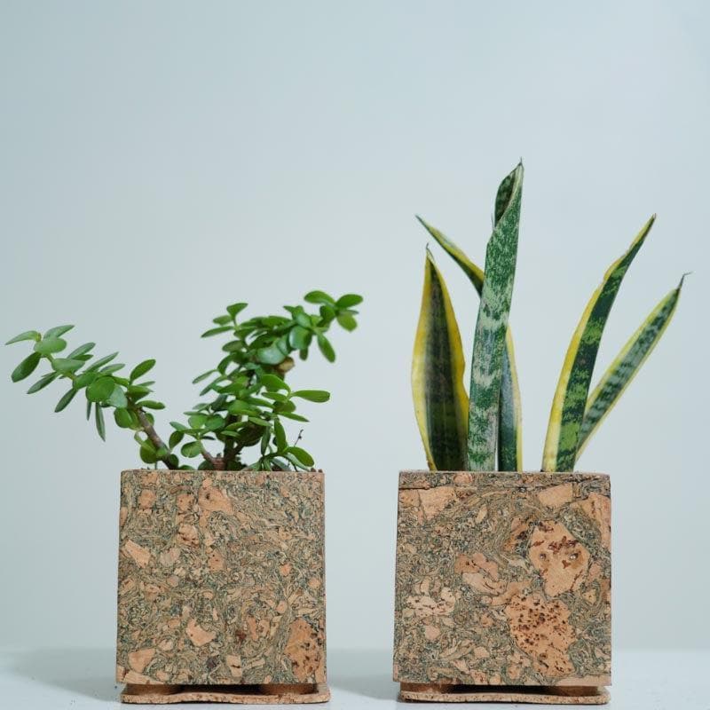 Buy Corky Serenity Planter Pots & Planters from Vaaree