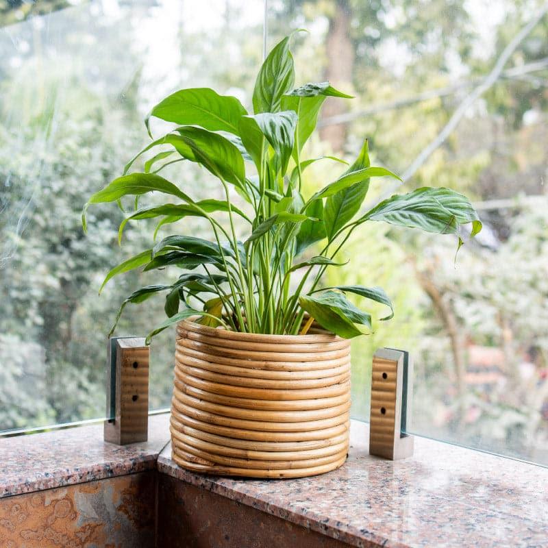 Buy Cortez Coiled Planter Pots & Planters from Vaaree