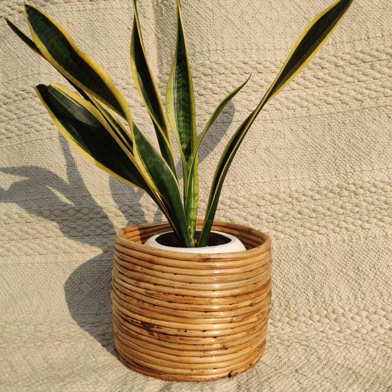 Buy Cortez Coiled Planter Pots & Planters from Vaaree