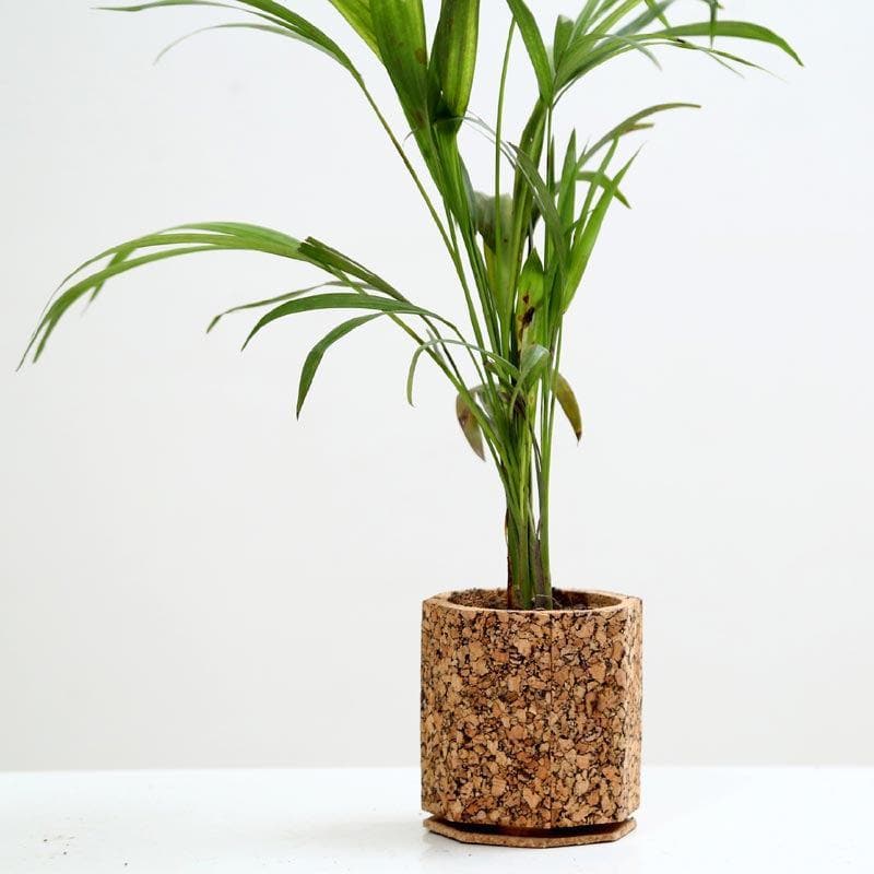 Buy Earthy Haven Planter Pots & Planters from Vaaree