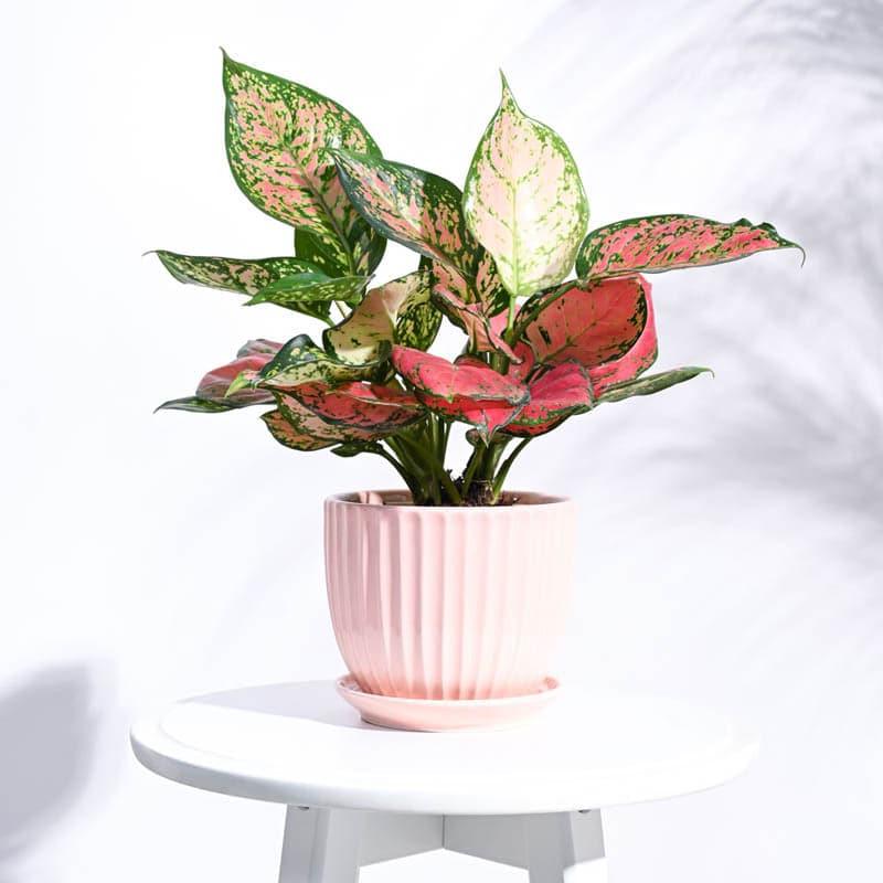 Pots & Planters - Elise Ceramic Planter - White