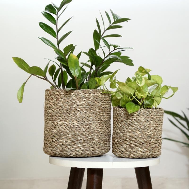 Buy Enchanted Garden Jute Planter Pots & Planters from Vaaree