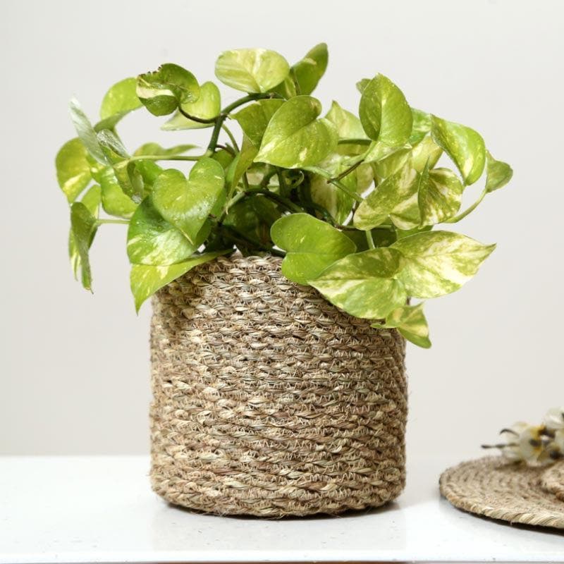 Buy Enchanted Garden Jute Planter Pots & Planters from Vaaree