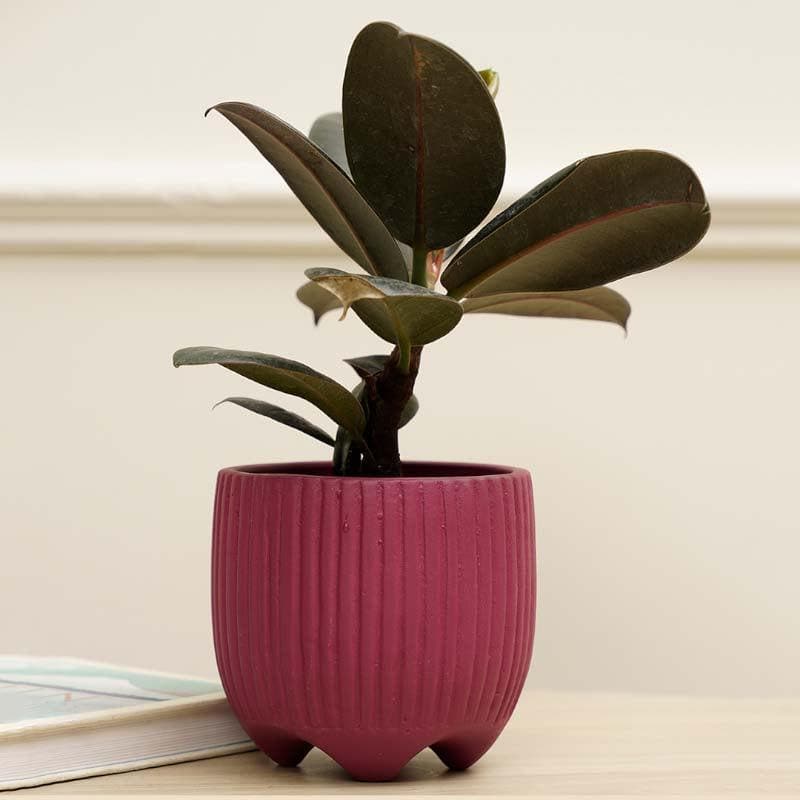 Buy French Madeleine Planter - Fuschia Pots & Planters from Vaaree