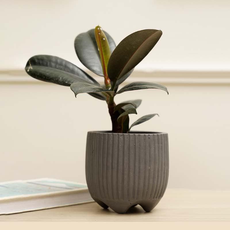 Buy French Madeleine Planter - Slate Pots & Planters from Vaaree