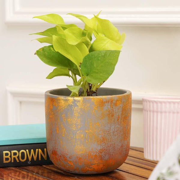 Buy Gold Embossed Planter Pots & Planters from Vaaree