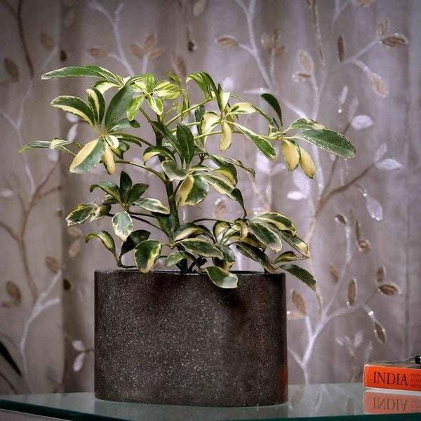 Pots & Planters - Grey Terrazzo Planter