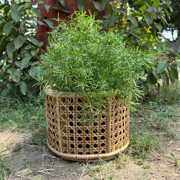 Pots & Planters - Hallett Natural Fibre Planter