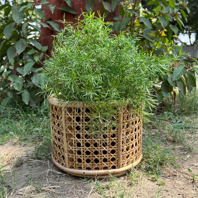 Buy Hallett Natural Fibre Planter Pots & Planters from Vaaree