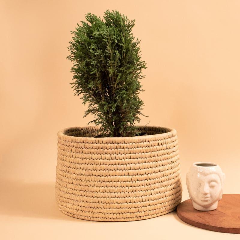 Buy Hanu Natural Fiber Planter Pots & Planters from Vaaree