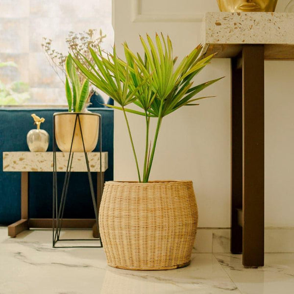 Buy Harlow Natural Fibre Floor Planter Pots & Planters from Vaaree