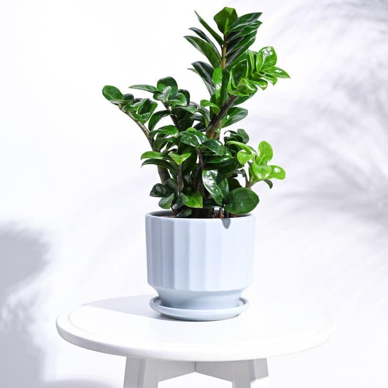 Buy Lexie Ceramic Planter - Blue Pots & Planters from Vaaree