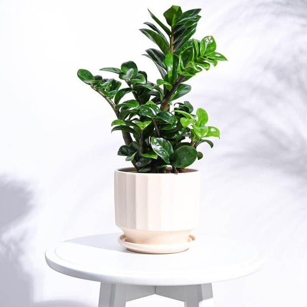 Buy Lexie Ceramic Planter - Ivory Pots & Planters from Vaaree