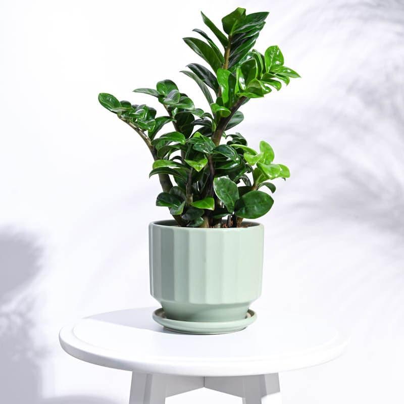 Buy Lexie Ceramic Planter - Mint Pots & Planters from Vaaree