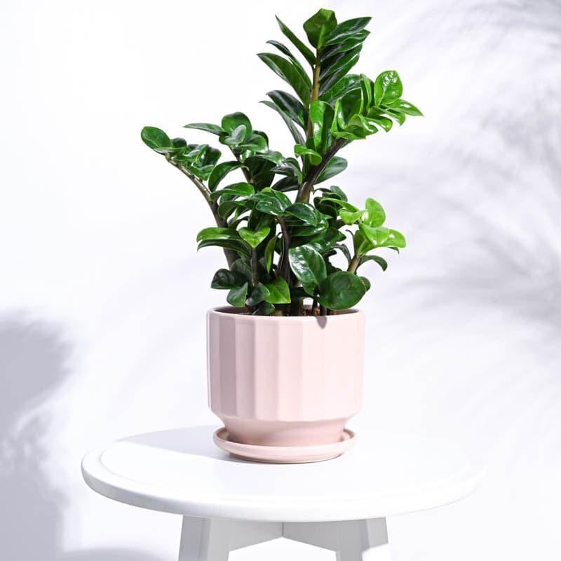 Buy Lexie Ceramic Planter - Pink Pots & Planters from Vaaree