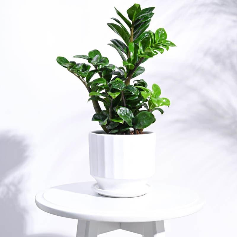 Buy Lexie Ceramic Planter - White Pots & Planters from Vaaree