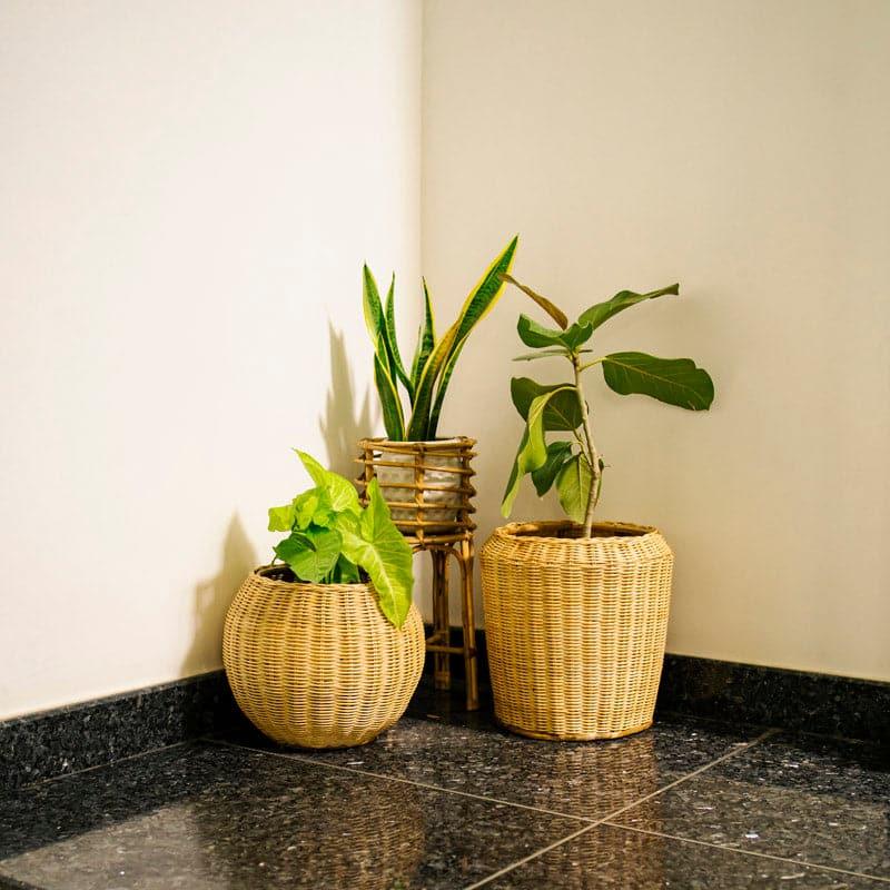 Buy Mackenzie Natural Fibre Planter Pots & Planters from Vaaree