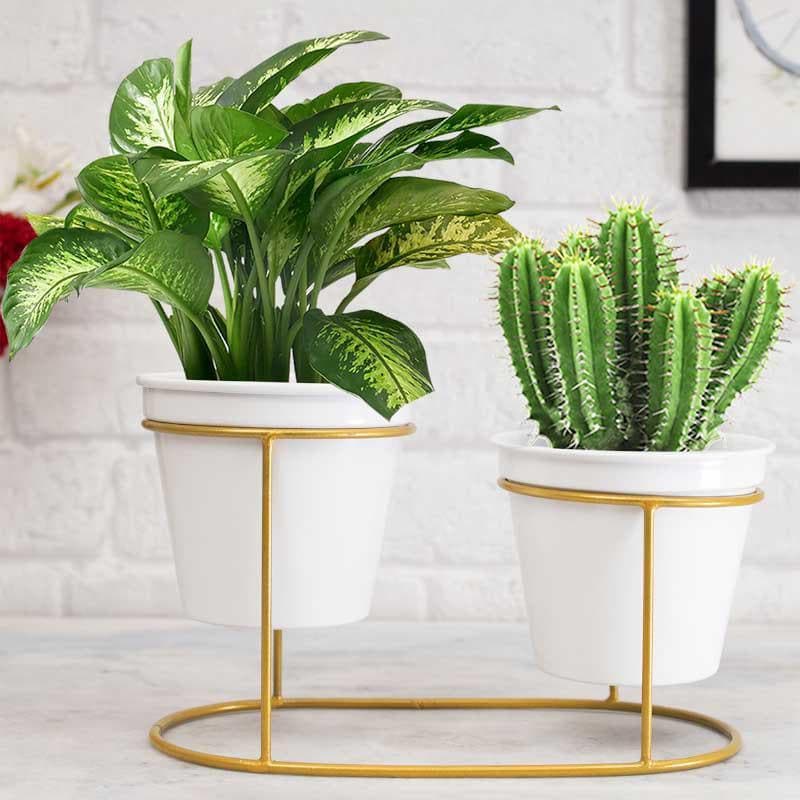 Buy Metallic Oasis Planter Pots & Planters from Vaaree