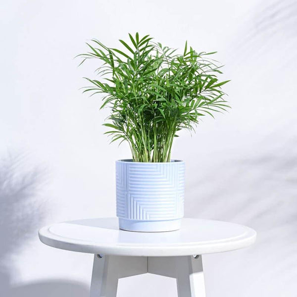 Buy Micola Ceramic Planter - Blue Pots & Planters from Vaaree