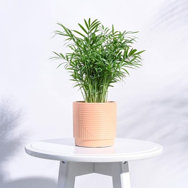 Buy Micola Ceramic Planter - Peach Pots & Planters from Vaaree