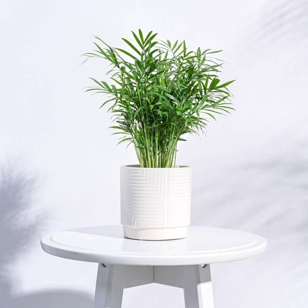 Buy Micola Ceramic Planter - White Pots & Planters from Vaaree