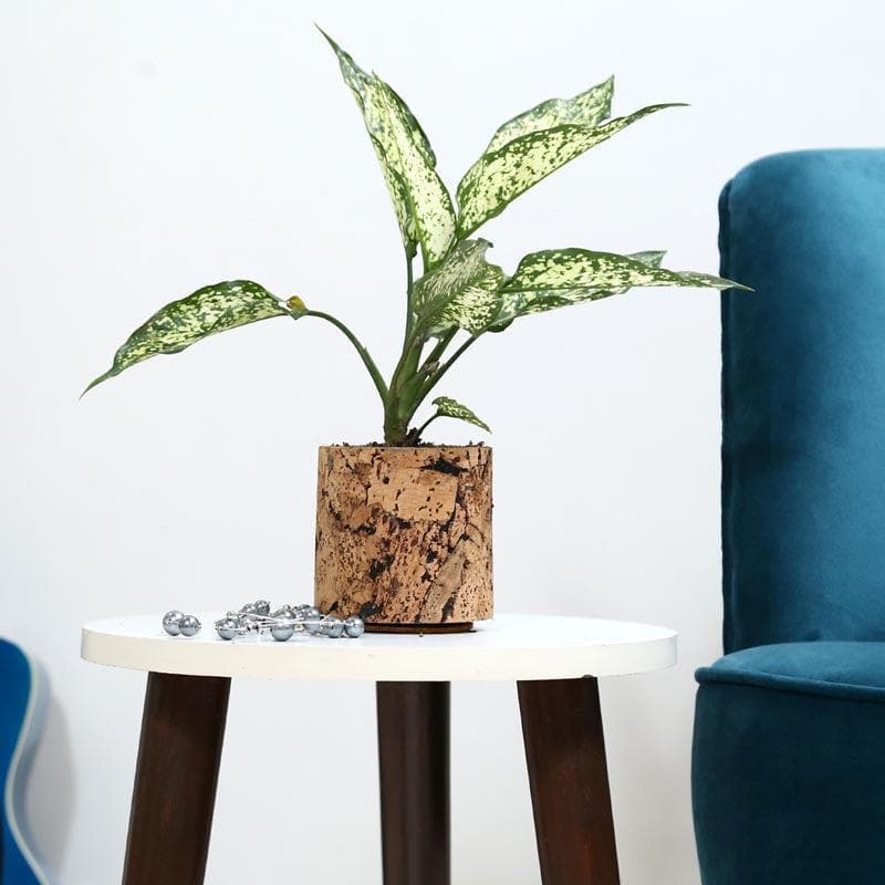 Buy Natural Cork Oasis Planter Pots & Planters from Vaaree