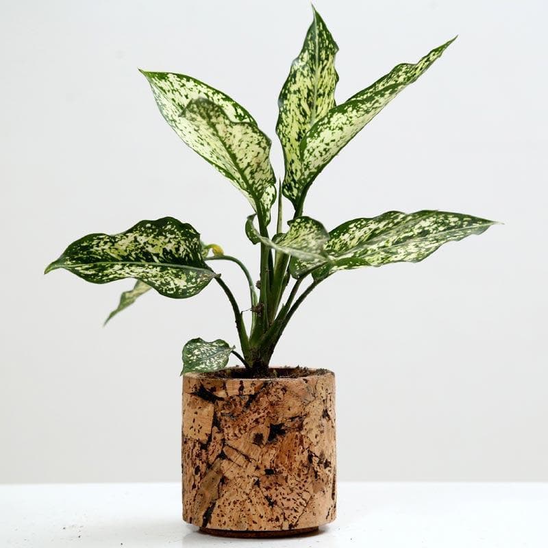 Buy Natural Cork Oasis Planter Pots & Planters from Vaaree