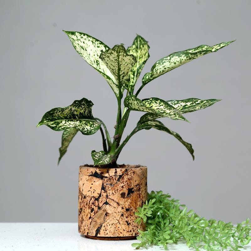 Buy Natural Cork Oasis Planter Pots & Planters from Vaaree