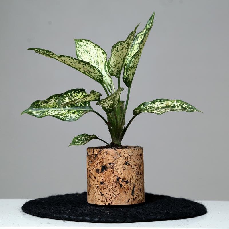 Buy Natural Cork Oasis Planter Pots & Planters from Vaaree