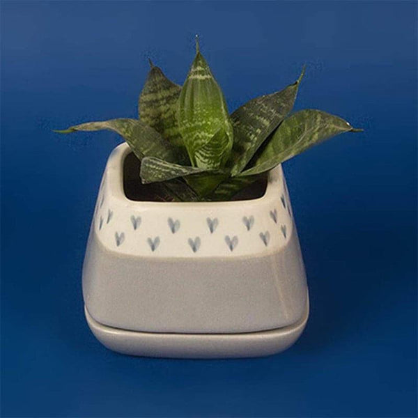 Pots & Planters - Nova Hearts Ceramic Planter - Grey