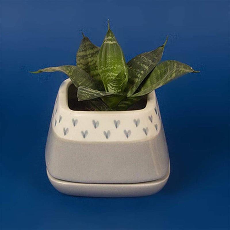 Buy Nova Hearts Ceramic Planter - Grey Pots & Planters from Vaaree