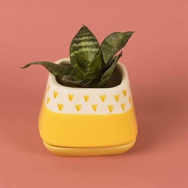Pots & Planters - Nova Hearts Ceramic Planter - Yellow