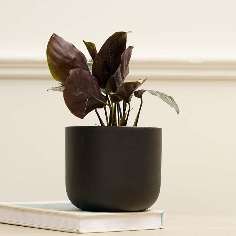 Buy Oh-So Cute Planter- Black Pots & Planters from Vaaree