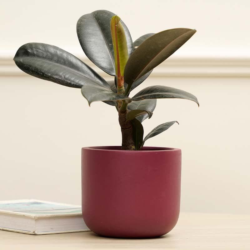 Buy Oh-So Cute Planter- Maroon Pots & Planters from Vaaree