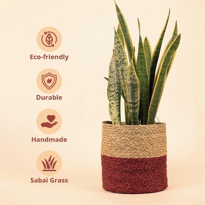 Buy Ola Natural Planter - Red Pots & Planters from Vaaree