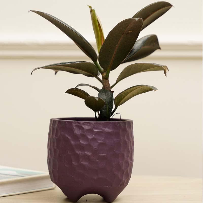 Buy Organic Etch Planter - Purple Pots & Planters from Vaaree