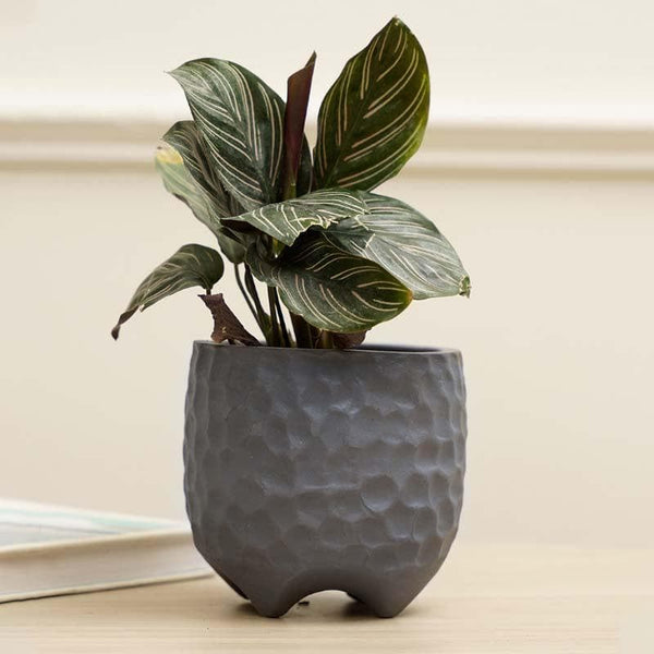 Buy Organic Etch Planter - Slate Pots & Planters from Vaaree