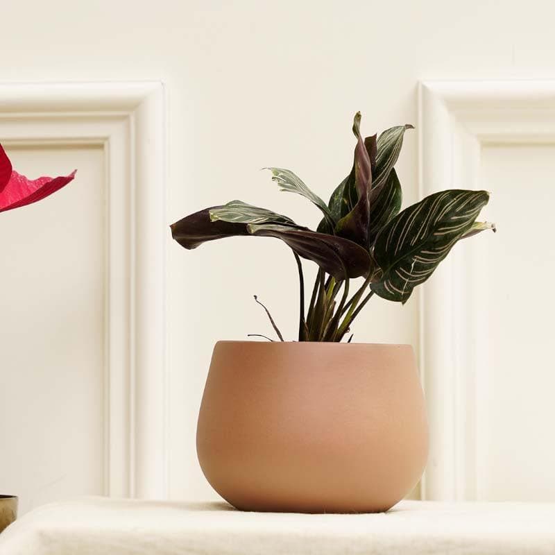 Buy Peggy-Pogo Planter Pots & Planters from Vaaree